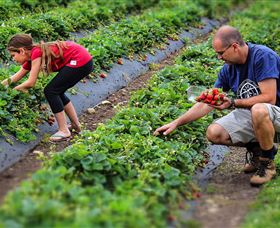 Turners Beach Berry Patch - VIC Tourism 3