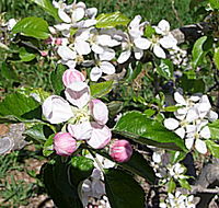 Avro Park Orchards - VIC Tourism