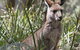 Blue Mountains Guides - thumb 0
