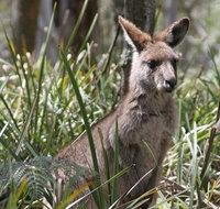 Blue Mountains Guides - VIC Tourism