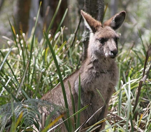 Blue Mountains Guides - VIC Tourism 0