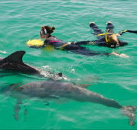 Rockingham Wild Encounters - Swim with Wild Dolphins - VIC Tourism