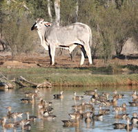 Natural Encounters Trail - VIC Tourism