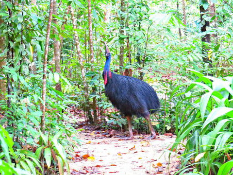Daintree Safaris - VIC Tourism 0