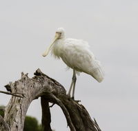 Melbourne Birding Tours - VIC Tourism
