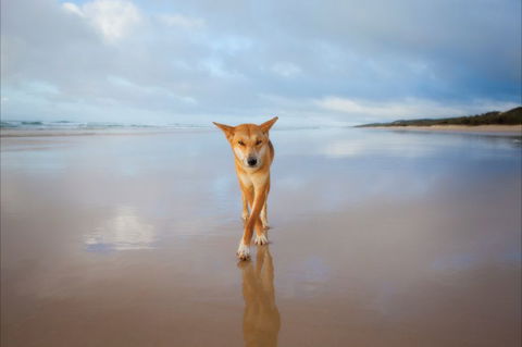 Fraser Island Adventure Tours - VIC Tourism 1