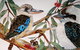 Two Birds Gallery - thumb 3