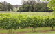 Two Tails Wines - thumb 2