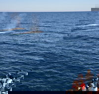 Blue Whale Perth Canyon Expedition - VIC Tourism