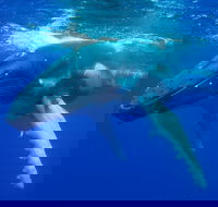 Dunsborough Whale Watching Eco Tour - VIC Tourism