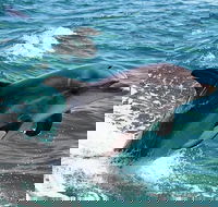 Half-Day Mandurah Canals  Dolphin Watch Tour - VIC Tourism