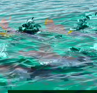 Swim with Dolphins Day Trip from Perth - VIC Tourism