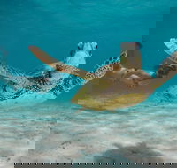 Turtle Eco Adventure Tour in Exmouth - VIC Tourism