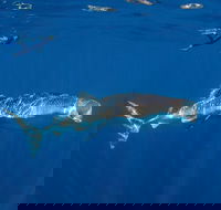 Private Whale Shark or Humpback Whale Swimming Tour - VIC Tourism