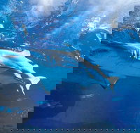 Snorkel with Sharks at AQWA - VIC Tourism