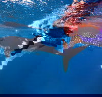 Swim with Whale Sharks- the largest fish in the world - VIC Tourism