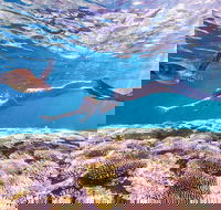 7-Day Exmouth Explorer via Pinnacles Monkey Mia Ningaloo Reef returning to Perth - VIC Tourism