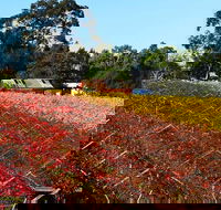 Swan Valley Wine Time Private Day Tour - VIC Tourism