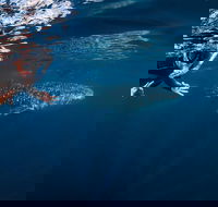 Deluxe WhaleShark Swim Tour on the Ningaloo Reef from Exmouth - VIC Tourism