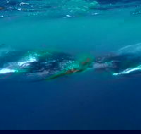Humpback Whale Swim Tour - VIC Tourism