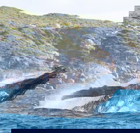 Jet Boat Whale Watching Safari from Dunsborough - VIC Tourism