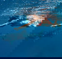 Swim with Whale Sharks - Ningaloo Reef - 3 Islands Whale Shark Dive - VIC Tourism