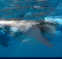 Swim with Humpback Whales - Ningaloo Reef - 3 Islands Whale Shark Dive - VIC Tourism