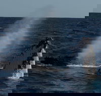 Perth Whale-Watching Cruise from Hillarys Boat Harbour - VIC Tourism