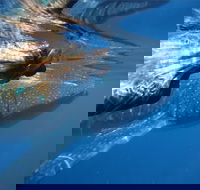 Ningaloo Whale Shark Swim on a Powerboat - VIC Tourism