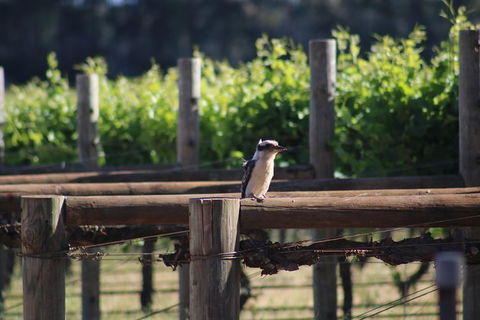 Margaret River Wine And Sights Discovery Tour From Busselton Or Dunsborough - VIC Tourism 5