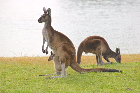 Margaret River Wine And Sights Discovery Tour From Busselton Or Dunsborough - VIC Tourism 6