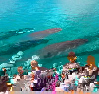 Humpback Whale Sunset Cruise - VIC Tourism