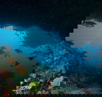 Rottnest Island scuba diving from Fremantle - VIC Tourism