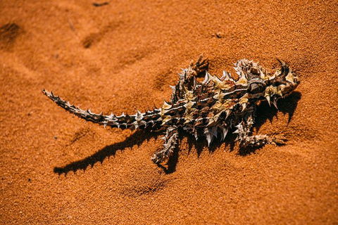 4-Day Coastal Loop Via Monkey Mia Wild Dolphins Kalbarri Pinnacles Perth Return - VIC Tourism 3