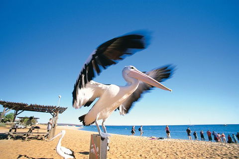 4-Day Coastal Loop Via Monkey Mia Wild Dolphins Kalbarri Pinnacles Perth Return - VIC Tourism 12