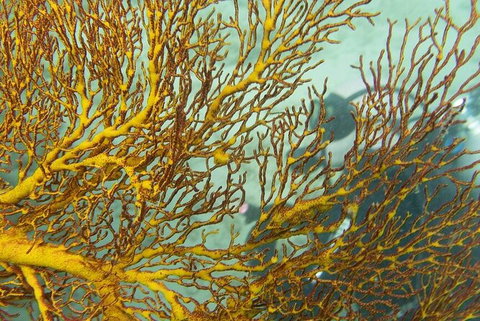 Muiron Island Dive & Snorkel Tour - VIC Tourism 6