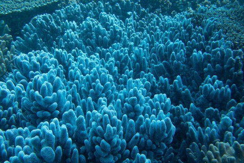 Muiron Island Dive & Snorkel Tour - VIC Tourism 3