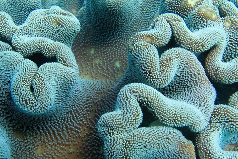 Muiron Island Dive & Snorkel Tour - VIC Tourism 5