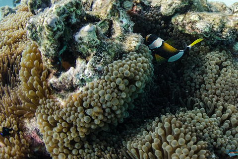 Muiron Island Dive & Snorkel Tour - VIC Tourism 2