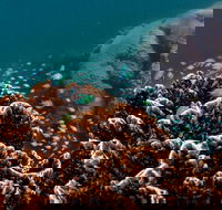 Ningaloo Reef or Muiron Islands Snorkeling and Wildlife Adventure - VIC Tourism