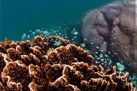 Ningaloo Reef Or Muiron Islands Snorkeling And Wildlife Adventure - VIC Tourism 8