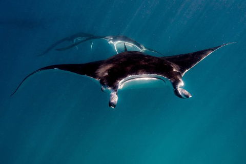 Ningaloo Reef Or Muiron Islands Snorkeling And Wildlife Adventure - VIC Tourism 3
