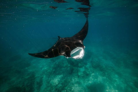Ningaloo Reef Or Muiron Islands Snorkeling And Wildlife Adventure - VIC Tourism 2