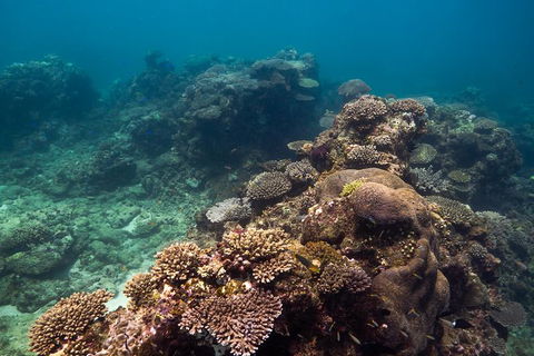 Ningaloo Reef Or Muiron Islands Snorkeling And Wildlife Adventure - VIC Tourism 4
