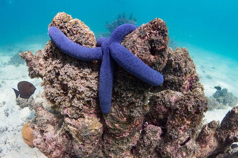 Ningaloo Reef Or Muiron Islands Snorkeling And Wildlife Adventure - VIC Tourism 12