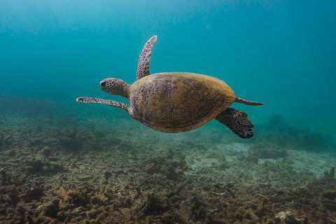 Ningaloo Reef Or Muiron Islands Snorkeling And Wildlife Adventure - VIC Tourism 5