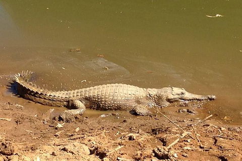 Amazing Windjana Gorge And Tunnel Creek Adventure From Broome - VIC Tourism 7