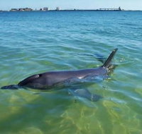 Bunbury Dolphins Discovery Tour - Fly From Perth - VIC Tourism