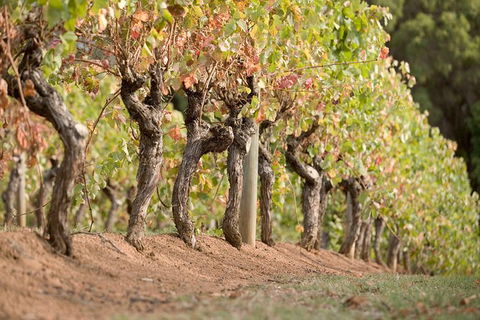 Vasse Felix Winery Tour And Tasting - VIC Tourism 3