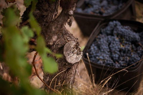 Vasse Felix Winery Tour And Tasting - VIC Tourism 4